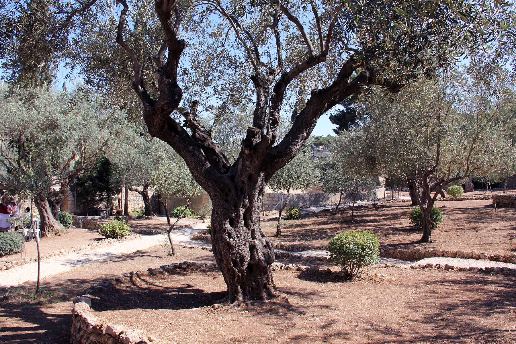Gethsemane image 6
